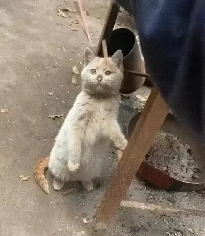 애니멀플래닛