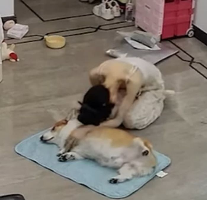 애니멀플래닛