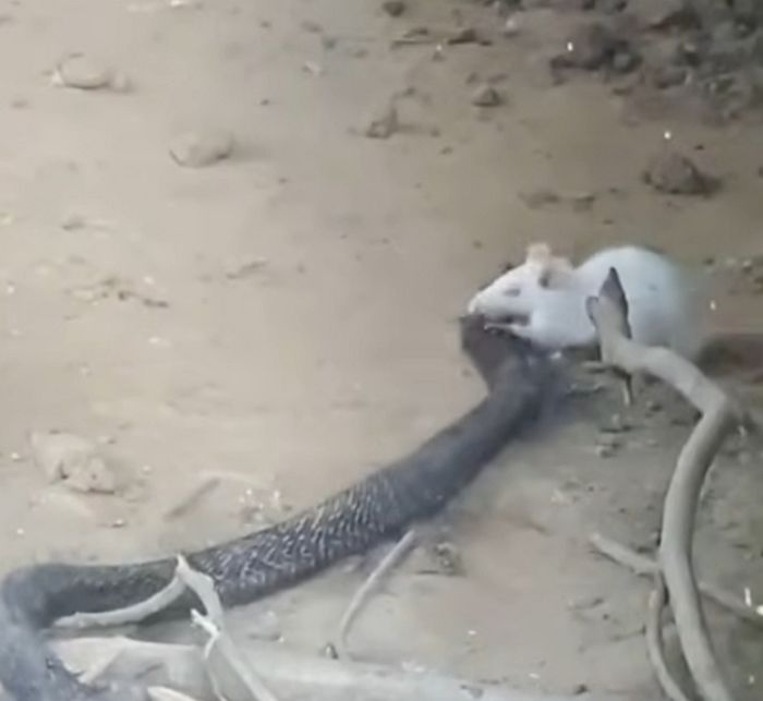 애니멀플래닛