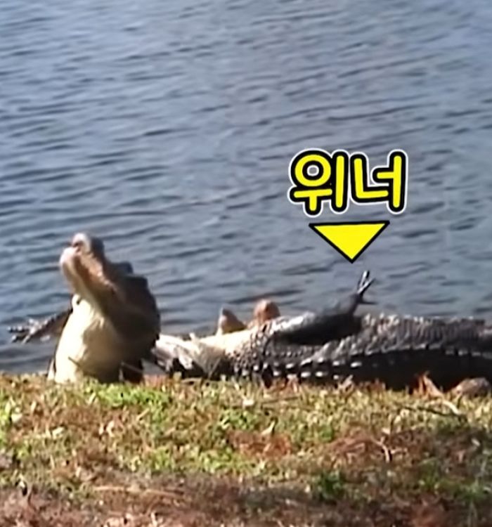 애니멀플래닛