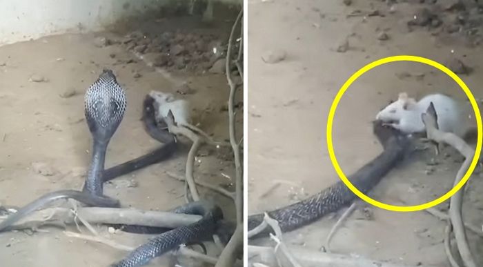 애니멀플래닛