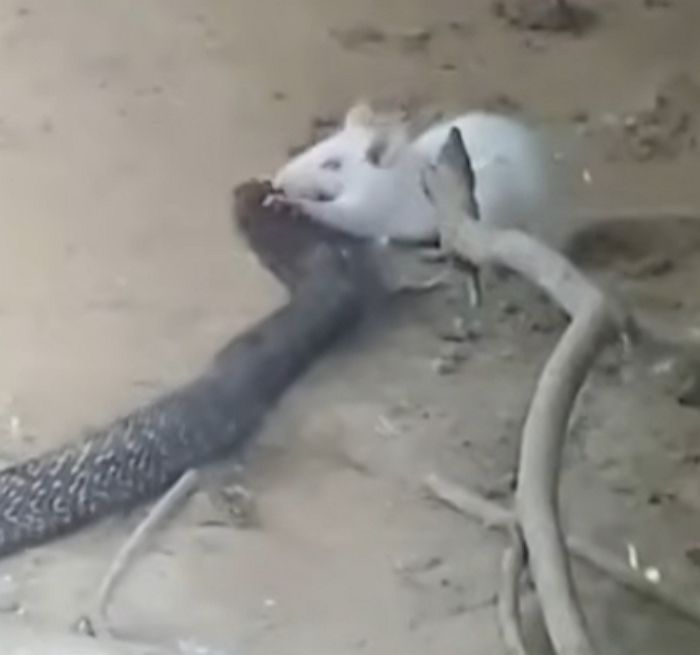 애니멀플래닛