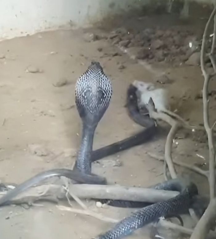 애니멀플래닛
