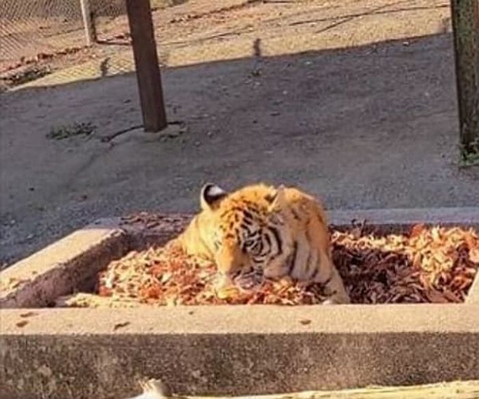애니멀플래닛