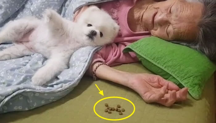 애니멀플래닛
