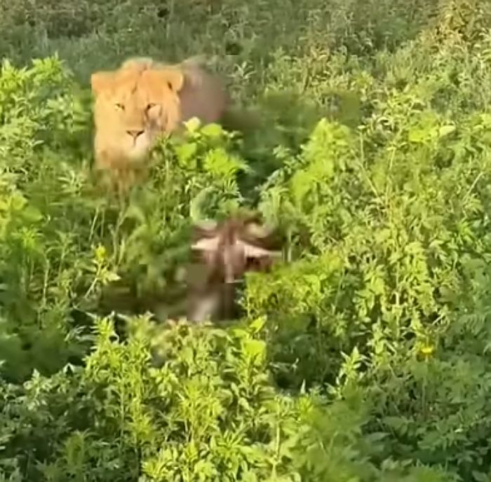 애니멀플래닛