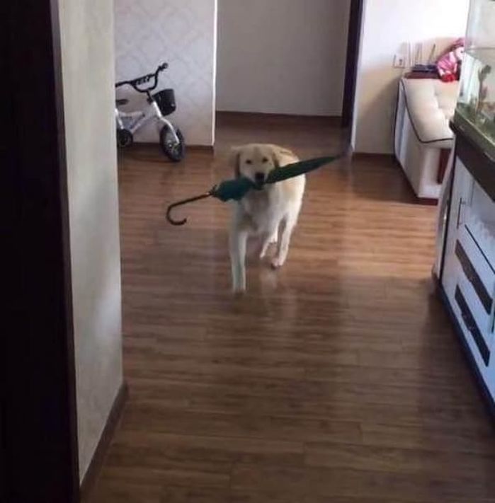 애니멀플래닛