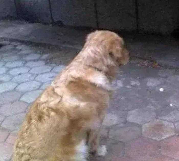 애니멀플래닛