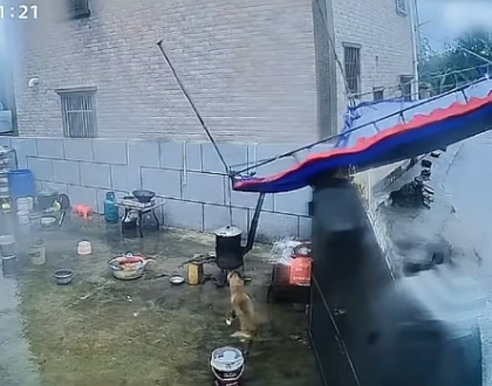 애니멀플래닛