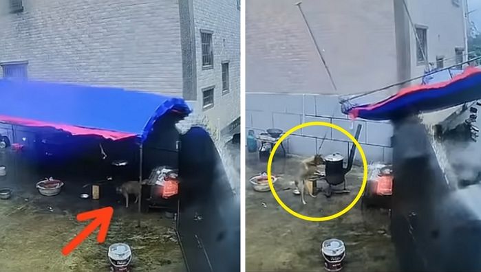 애니멀플래닛