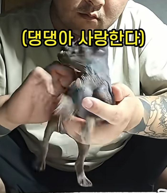애니멀플래닛