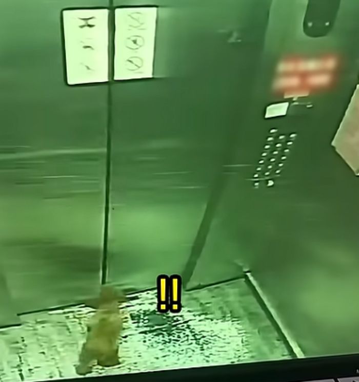 애니멀플래닛
