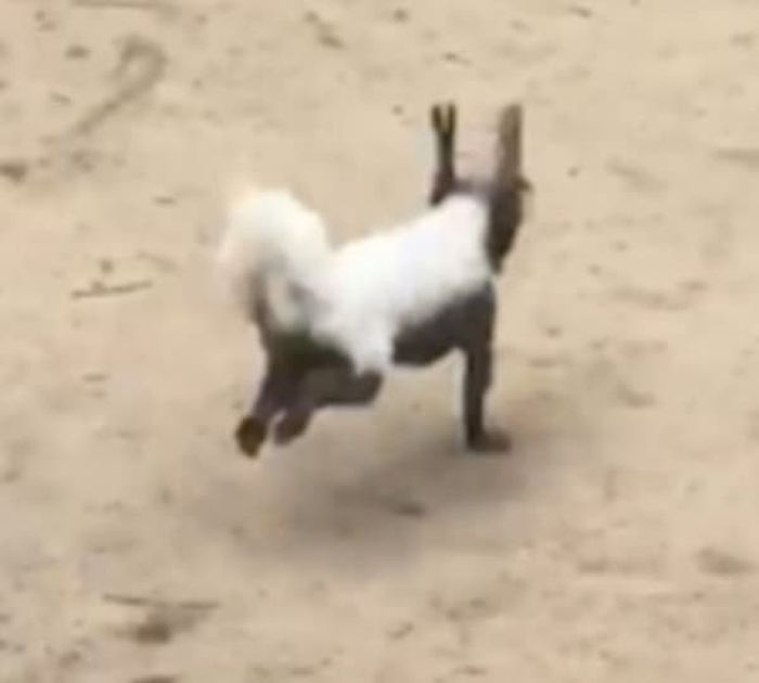 애니멀플래닛