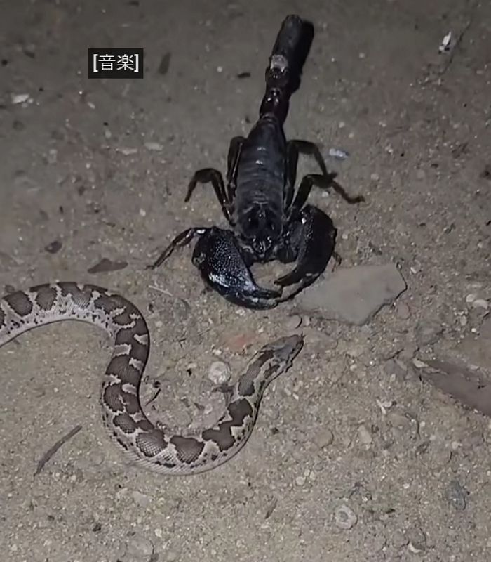 애니멀플래닛