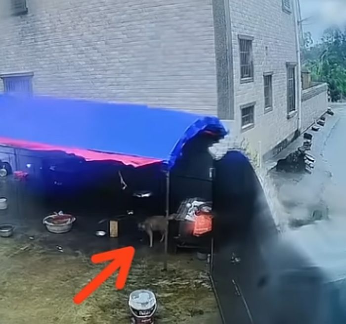 애니멀플래닛