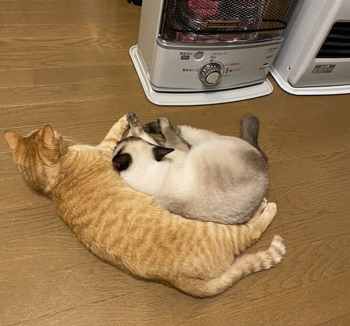 애니멀플래닛
