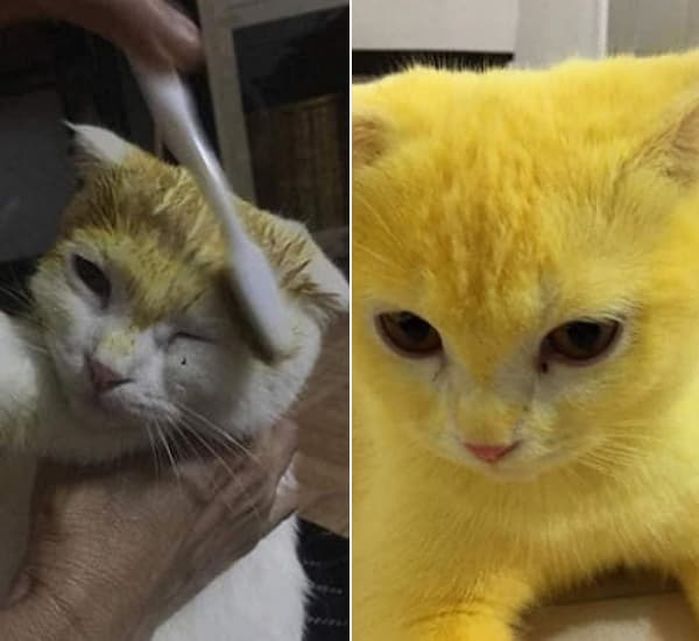 애니멀플래닛