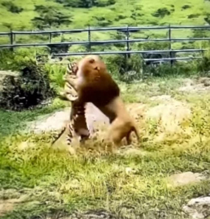 애니멀플래닛