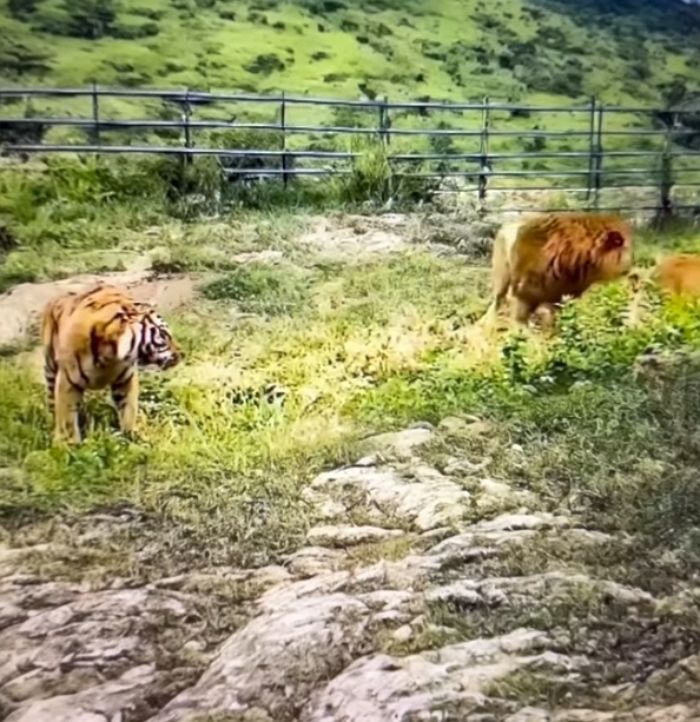 애니멀플래닛