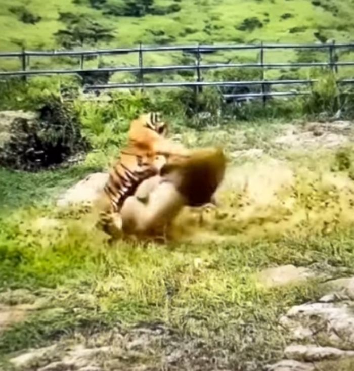 애니멀플래닛
