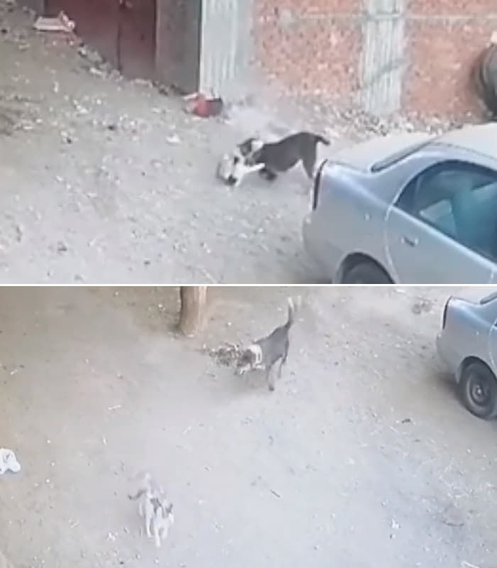 애니멀플래닛