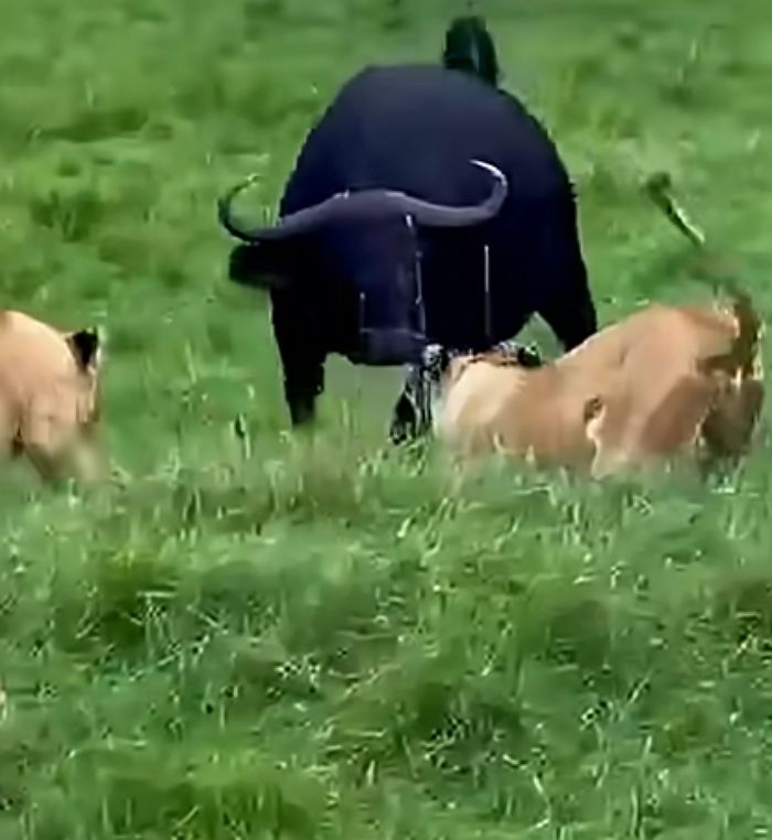 애니멀플래닛