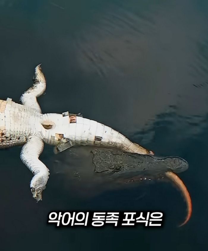 애니멀플래닛
