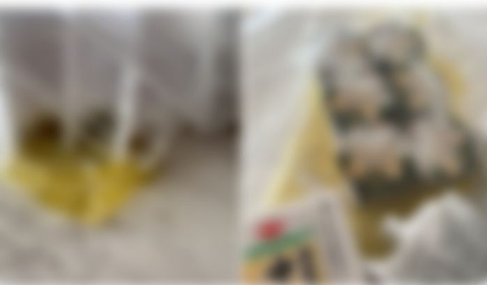 애니멀플래닛