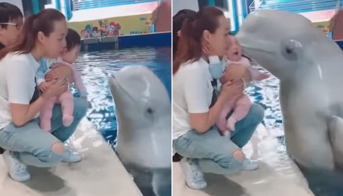 애니멀플래닛