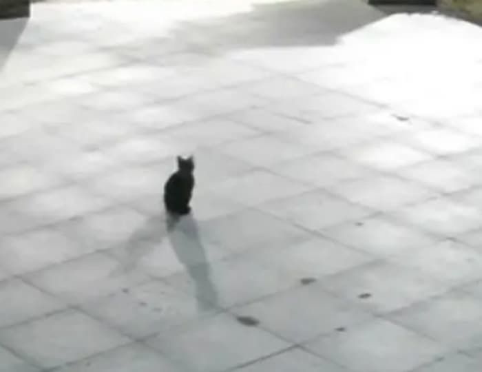 애니멀플래닛