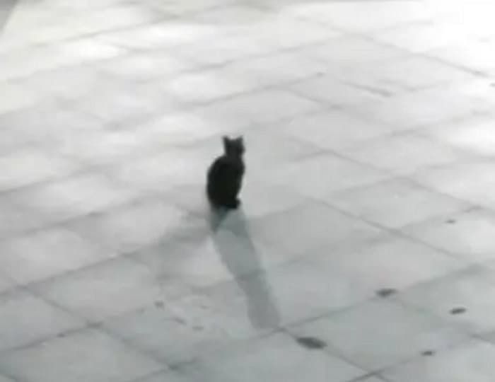 애니멀플래닛