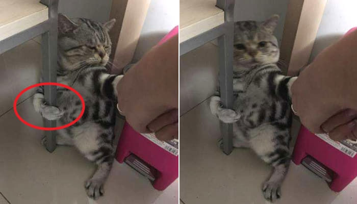 애니멀플래닛