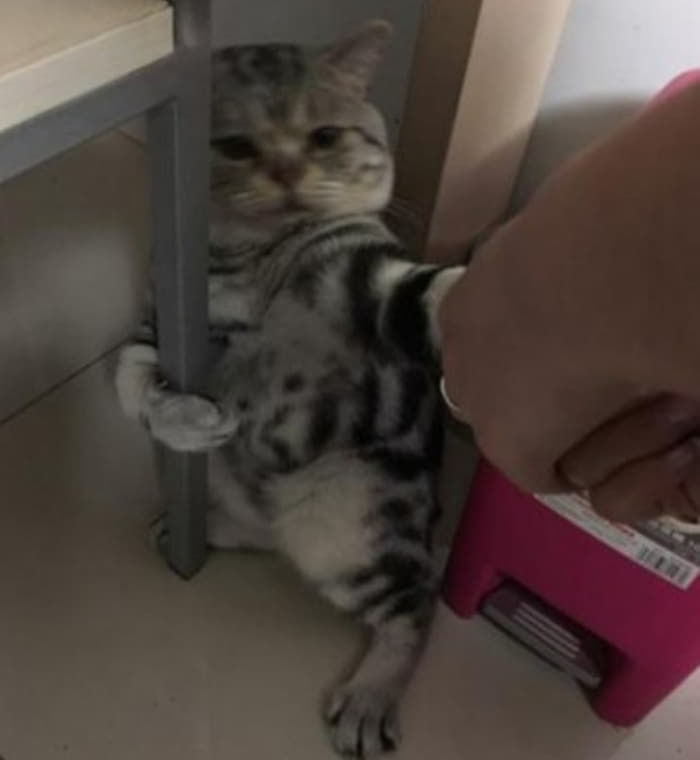 애니멀플래닛