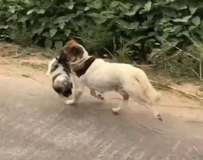 애니멀플래닛