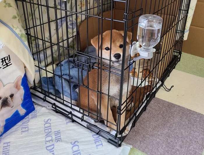 애니멀플래닛