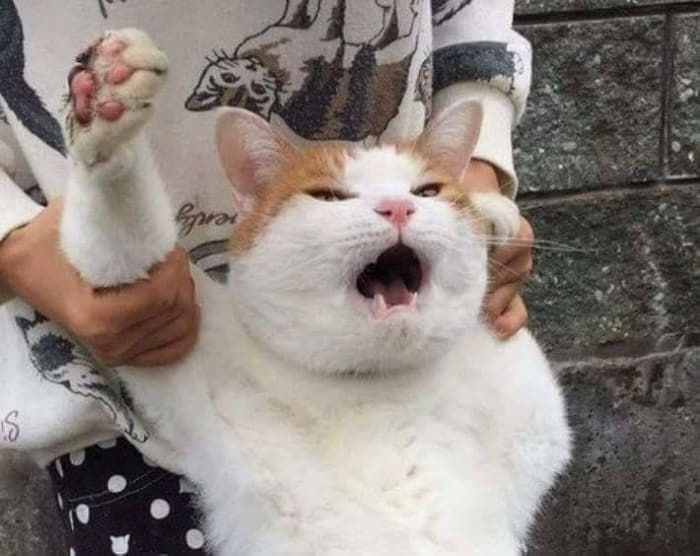 애니멀플래닛