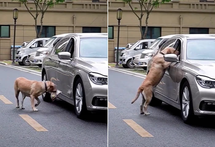 애니멀플래닛