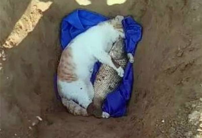 애니멀플래닛