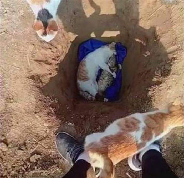 애니멀플래닛