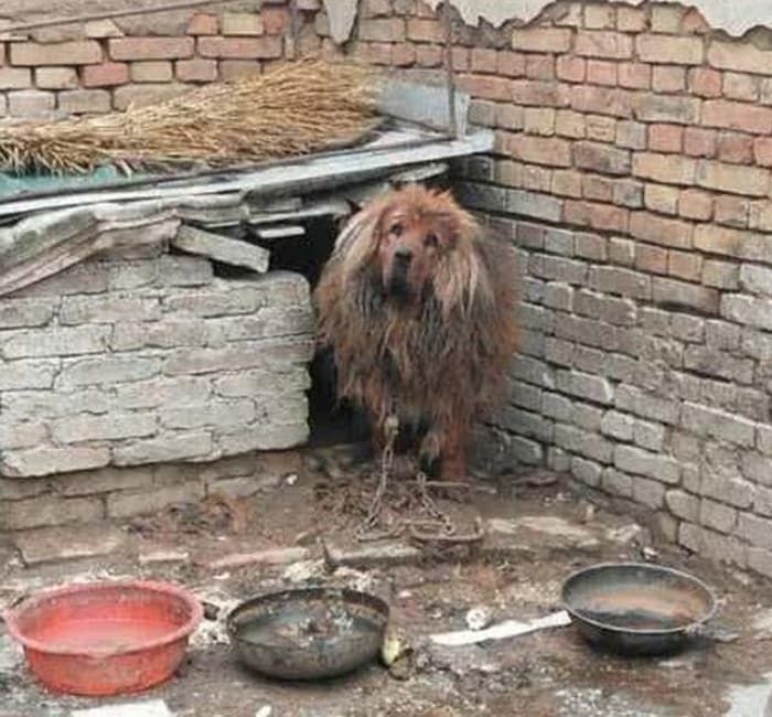 애니멀플래닛
