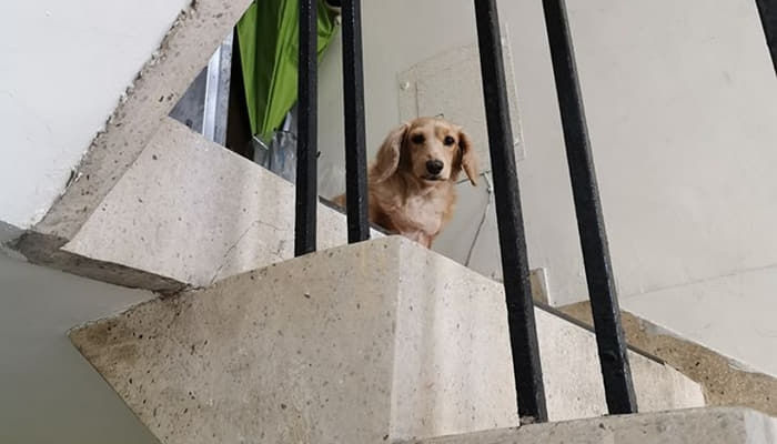 애니멀플래닛