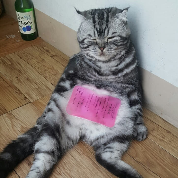애니멀플래닛