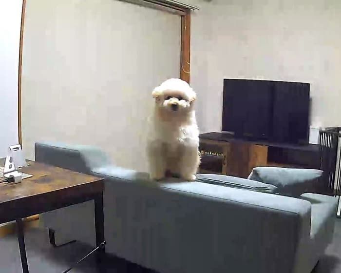 애니멀플래닛