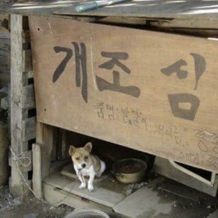 애니멀플래닛