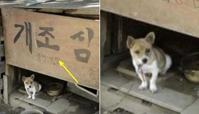 애니멀플래닛