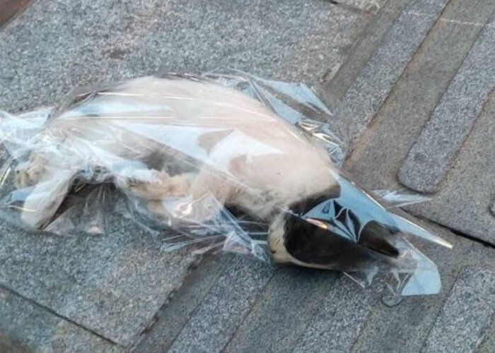 애니멀플래닛