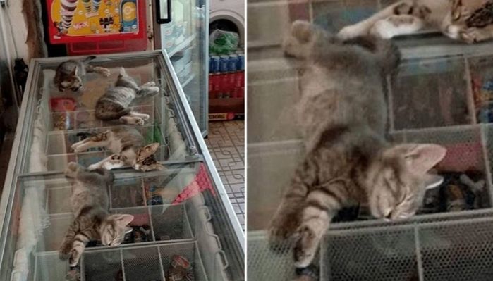 애니멀플래닛