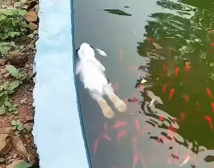 애니멀플래닛