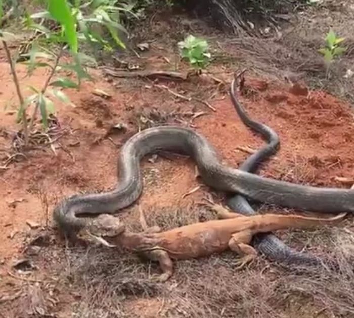 애니멀플래닛