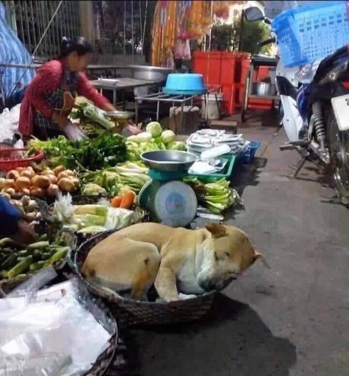 애니멀플래닛